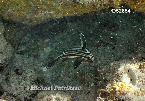 High-hat (Pareques acuminatus)